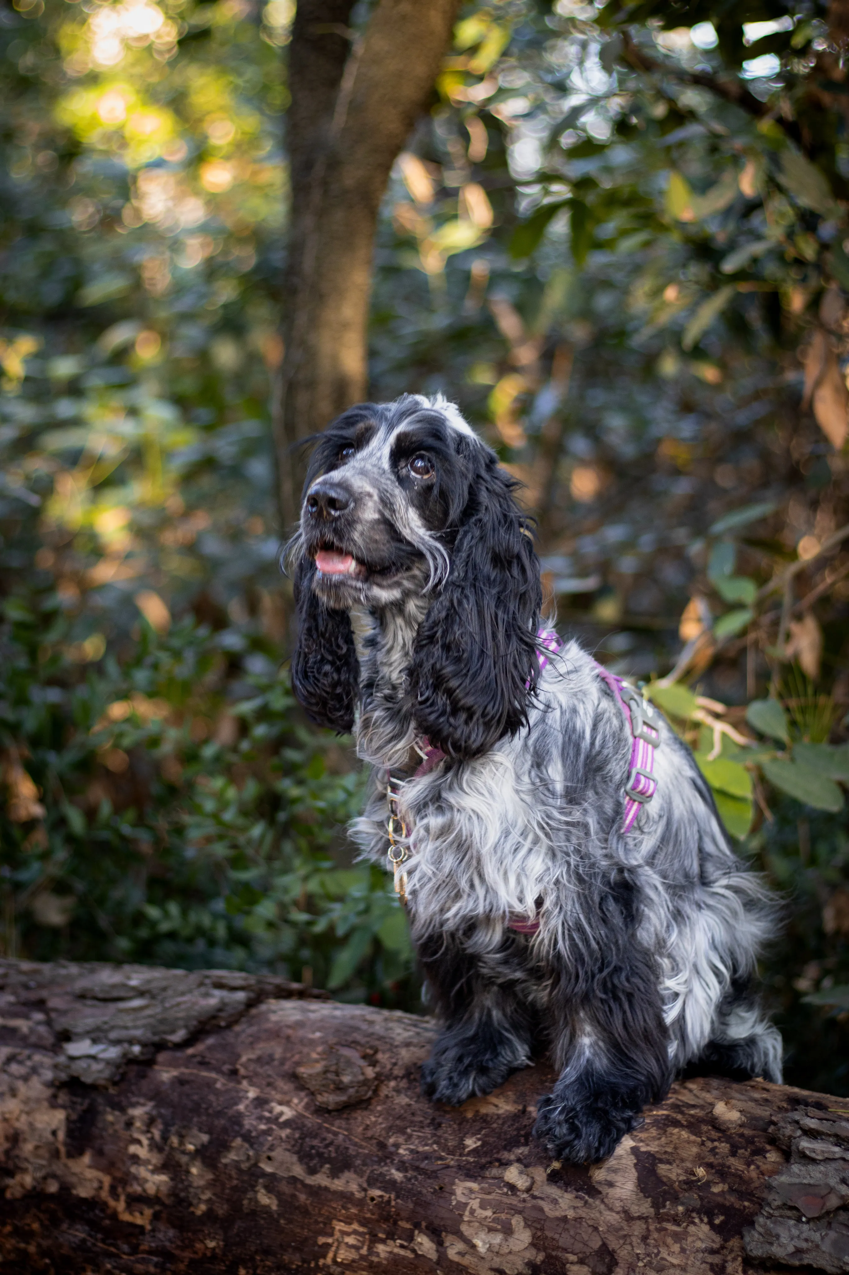 Portrait canin