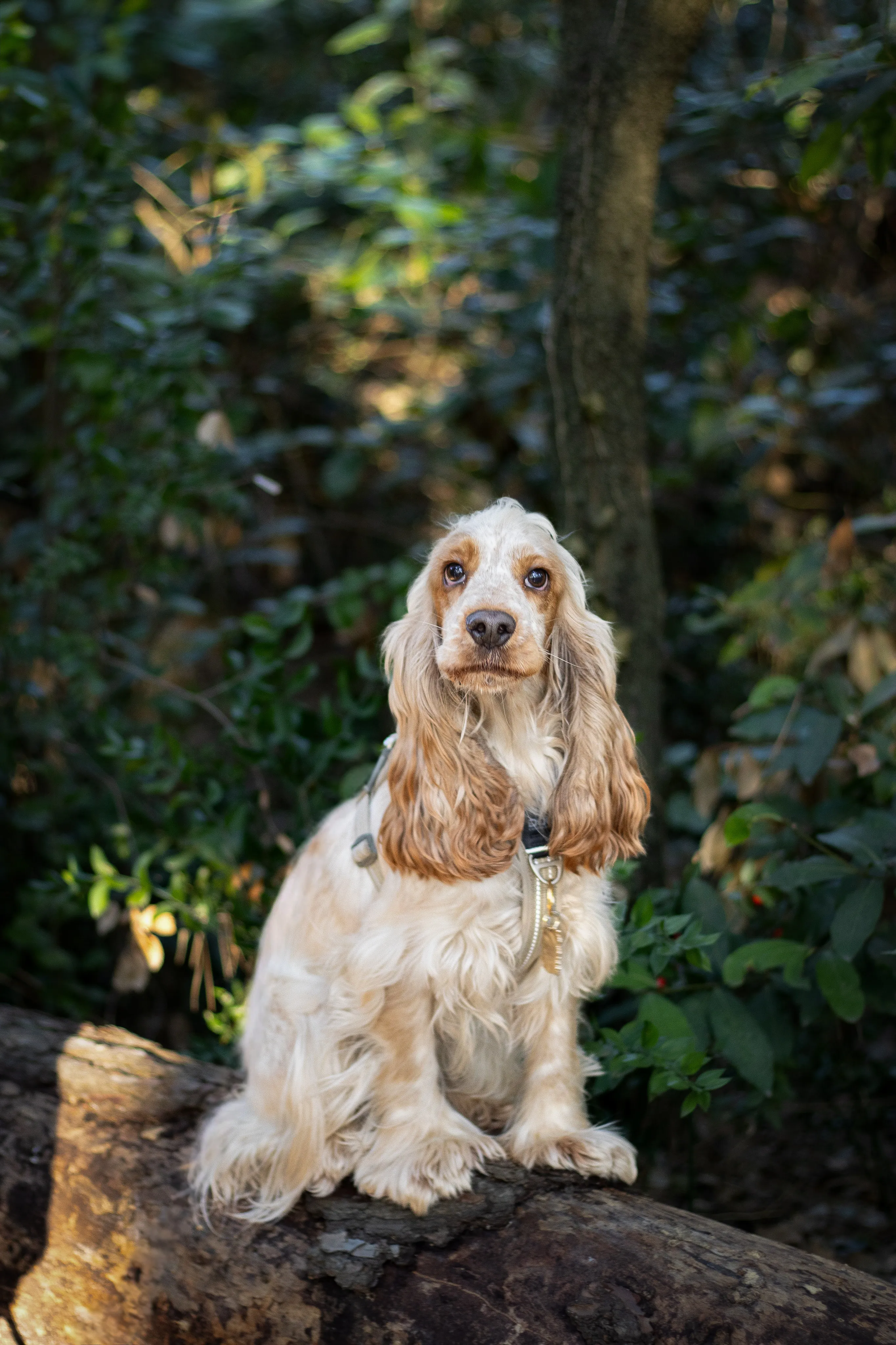 Portrait canin