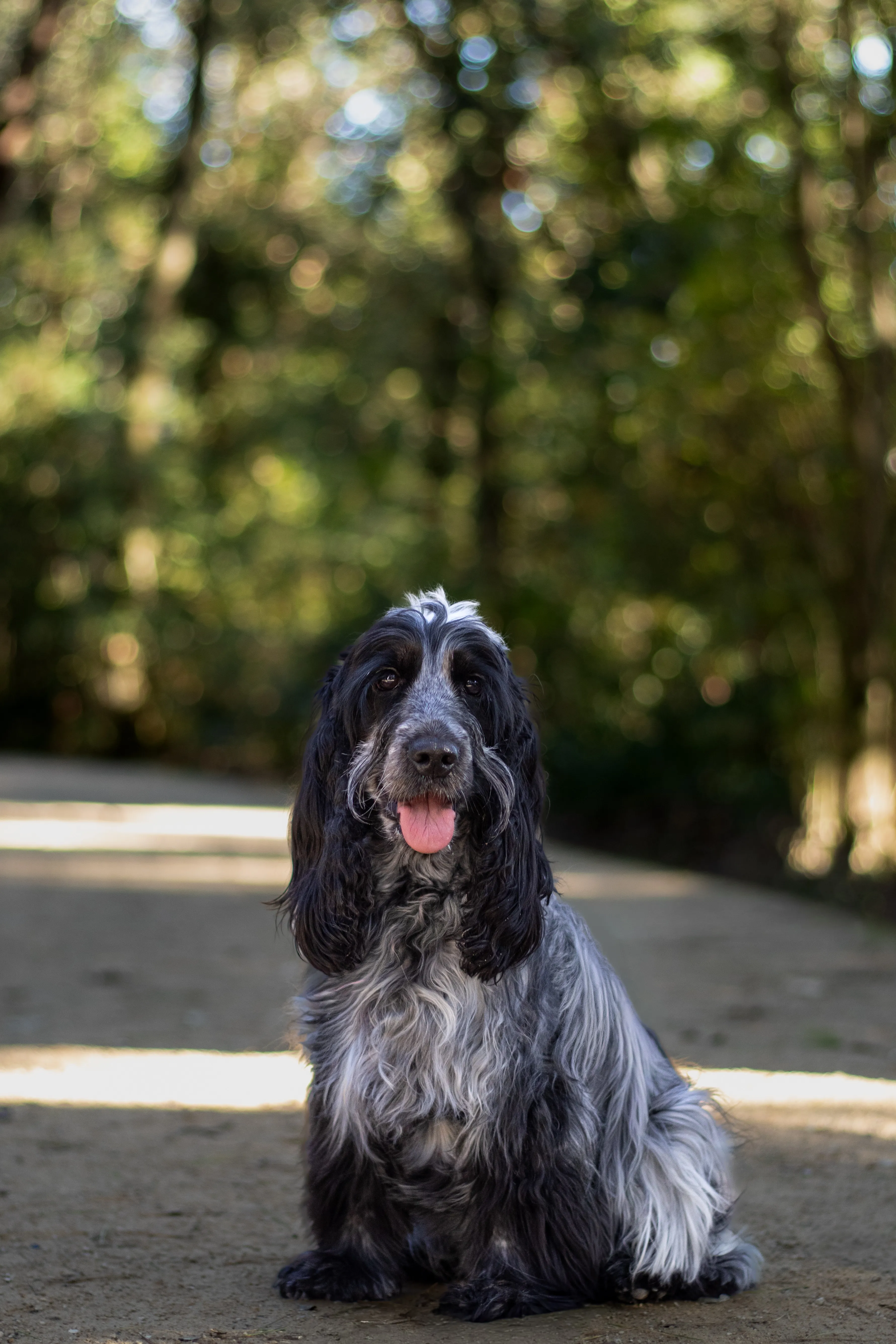 Portrait canin