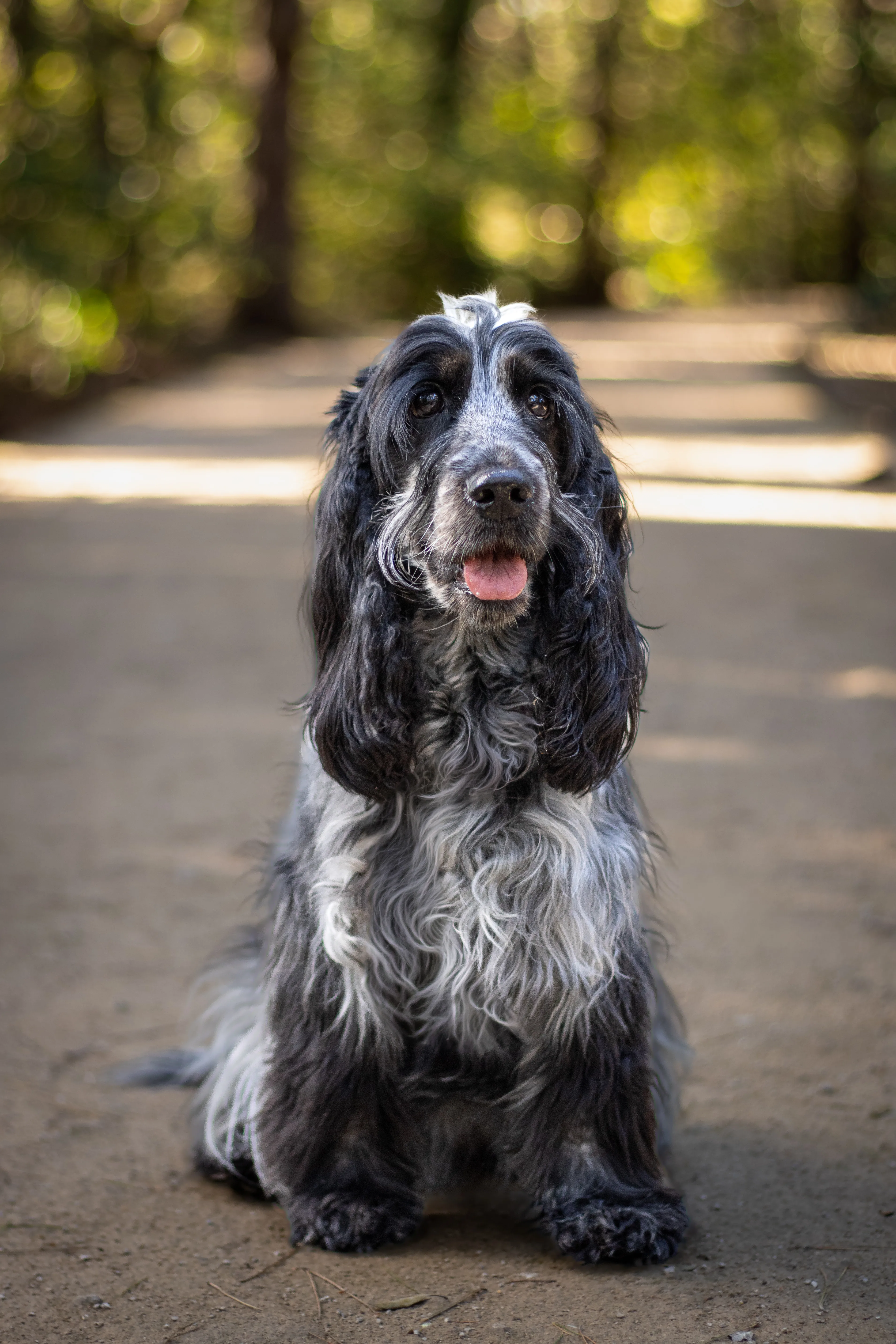 Portrait canin
