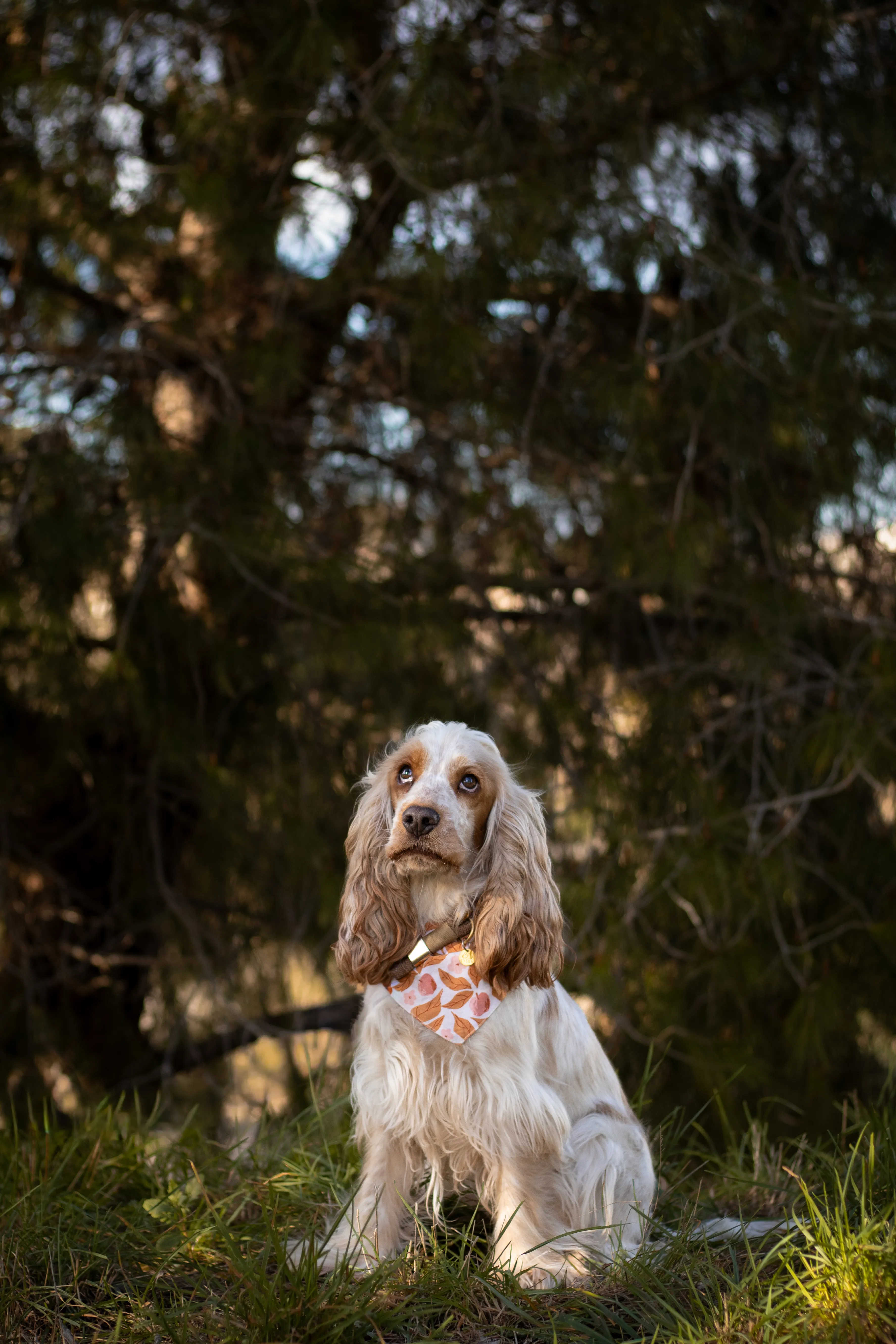 Portrait canin