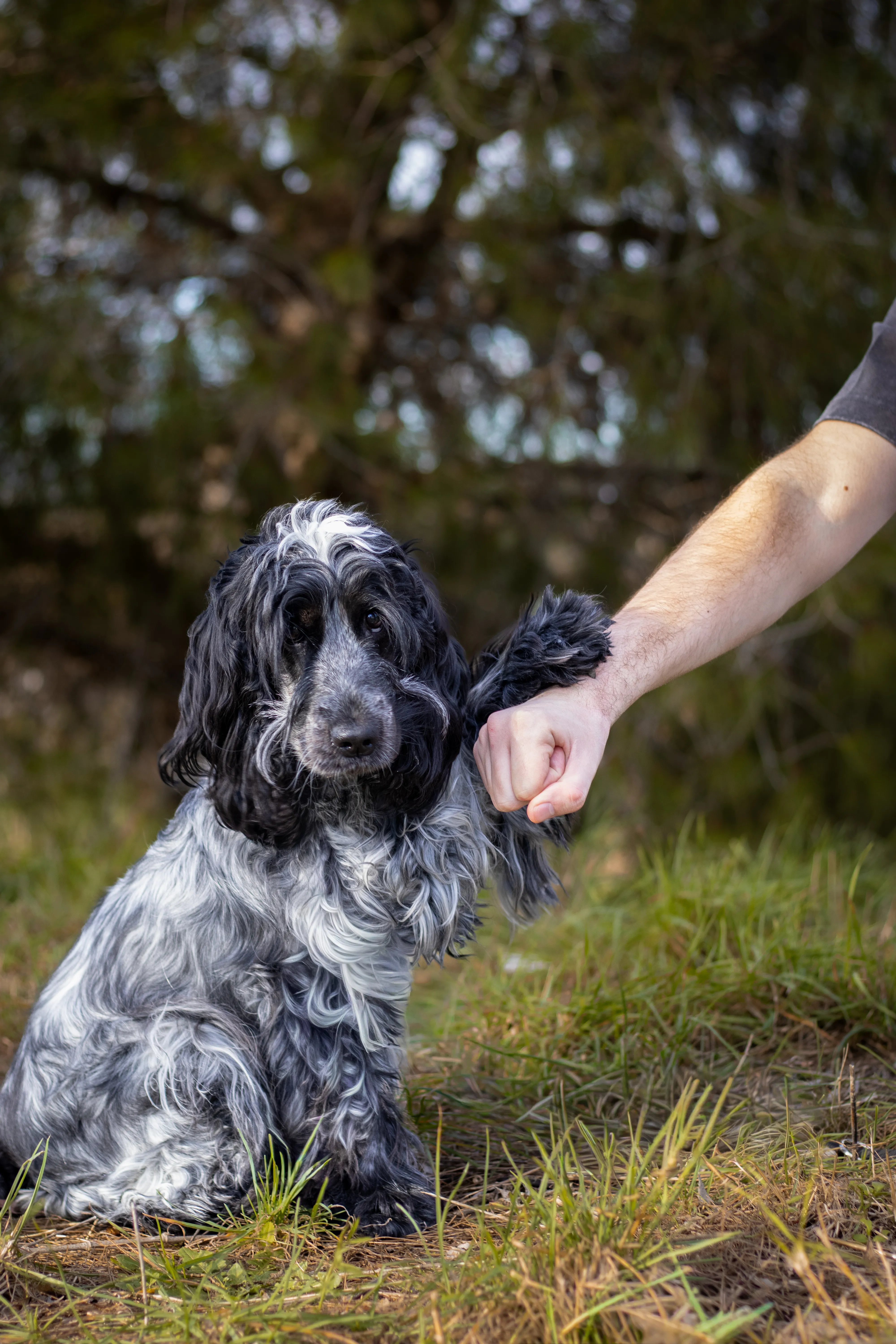 Portrait canin