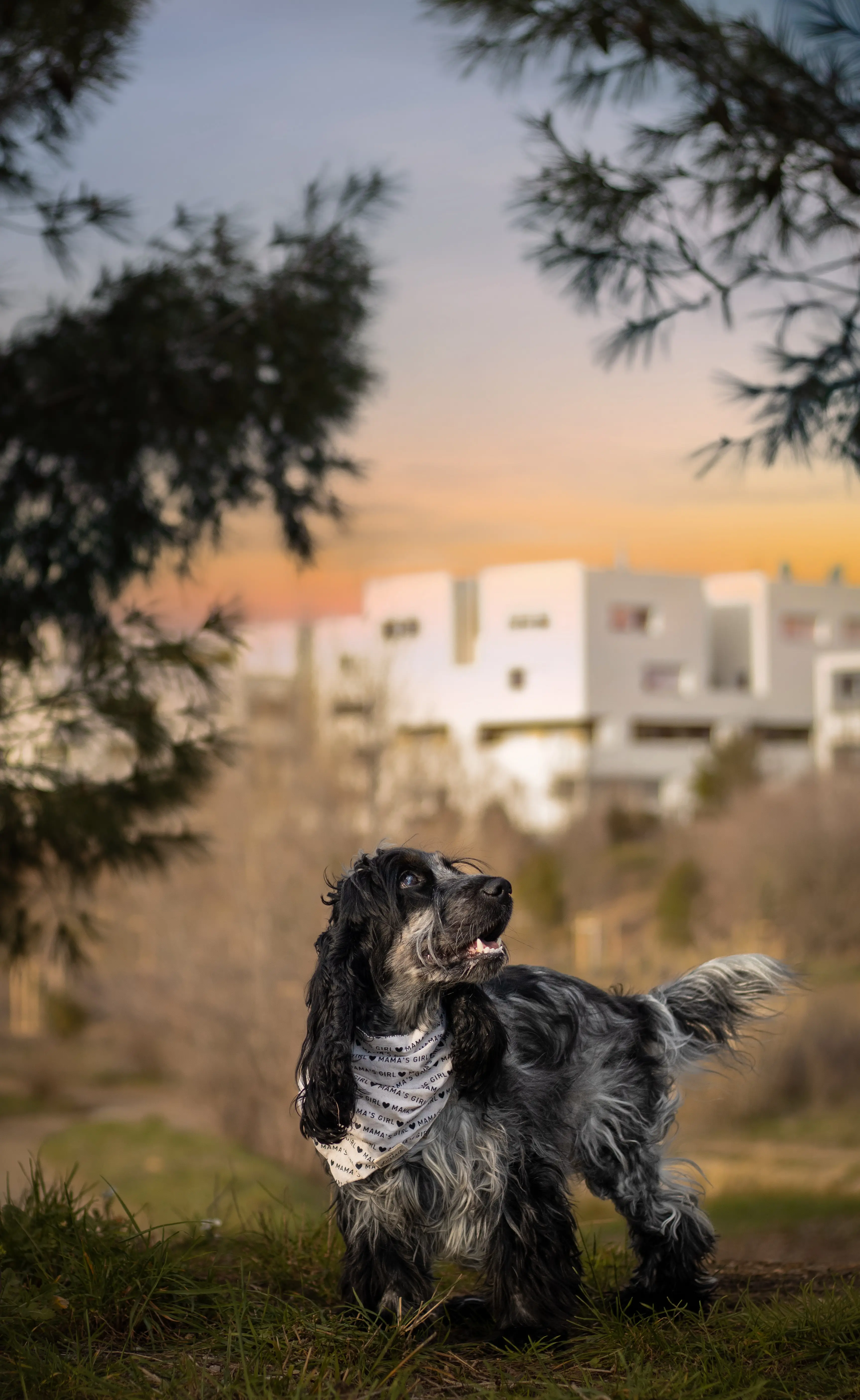 Portrait canin