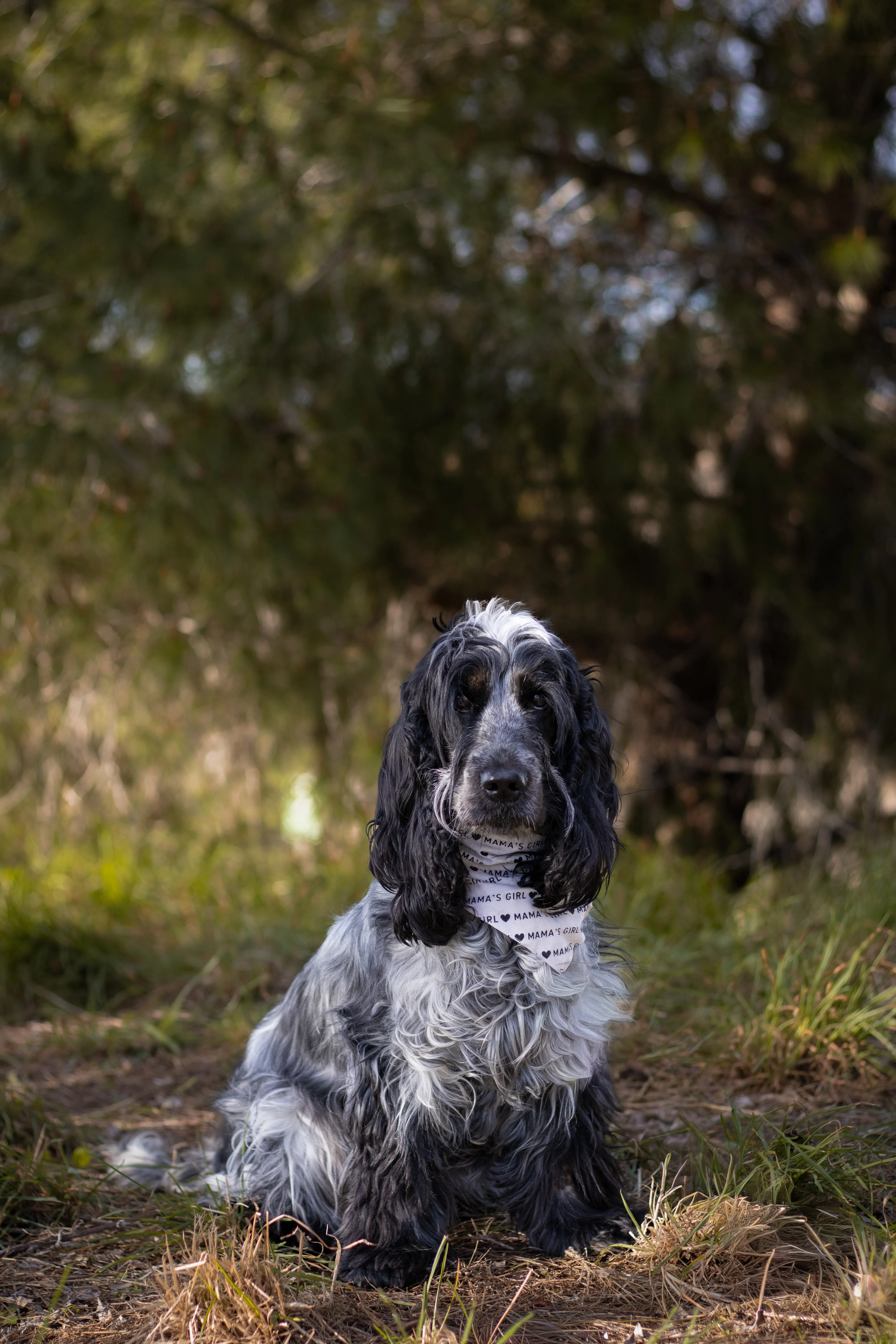 Portrait canin