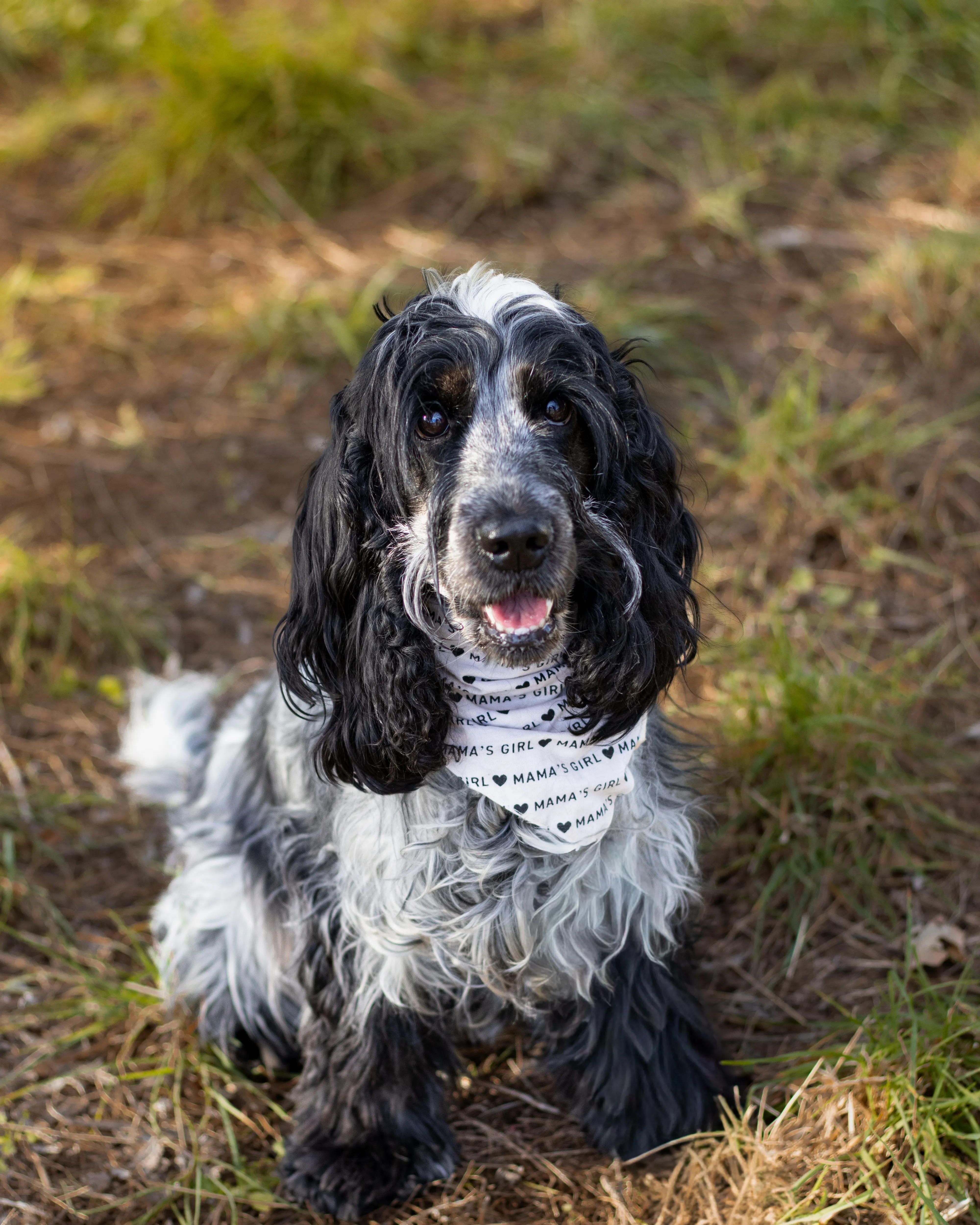 Portrait canin