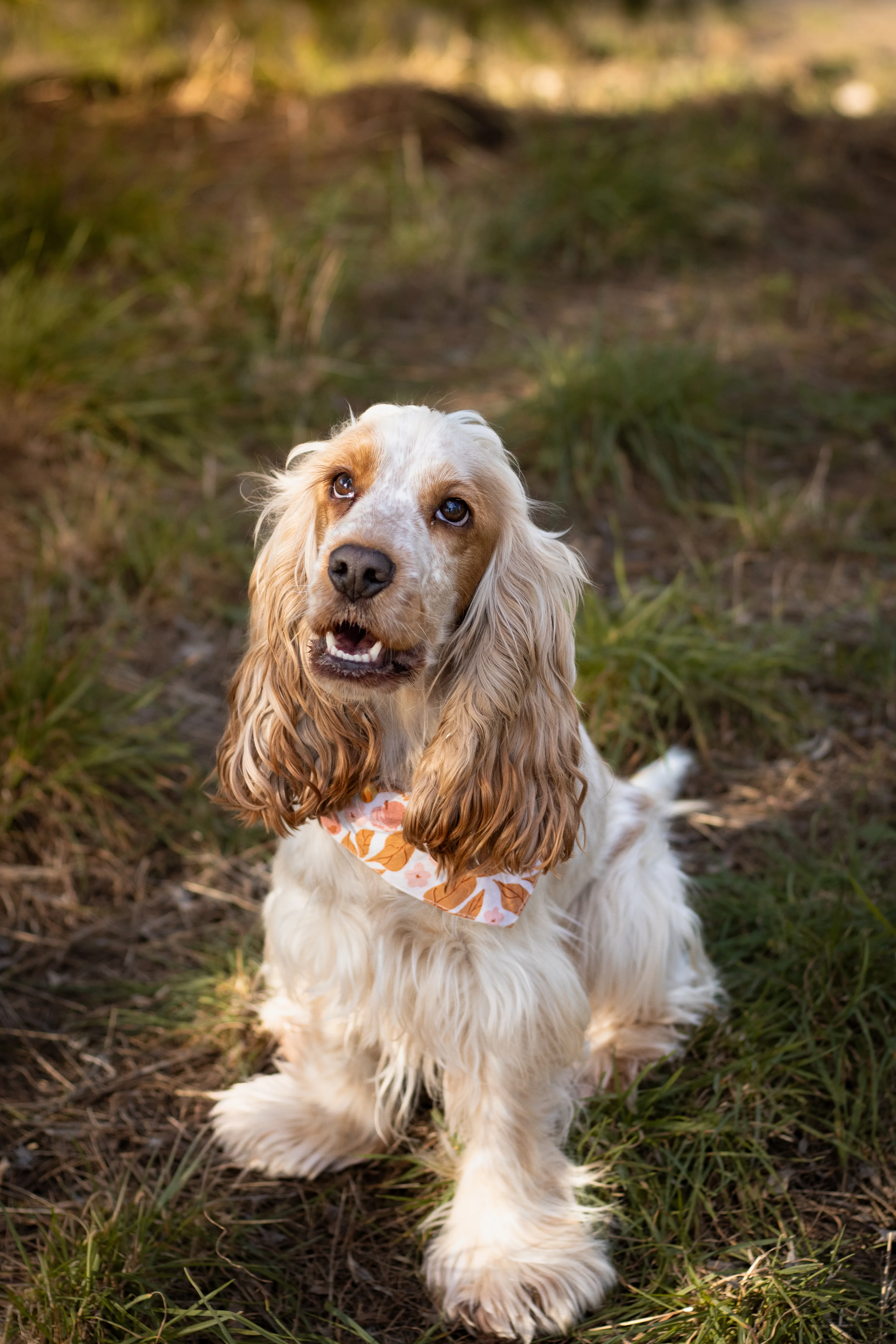 Portrait canin