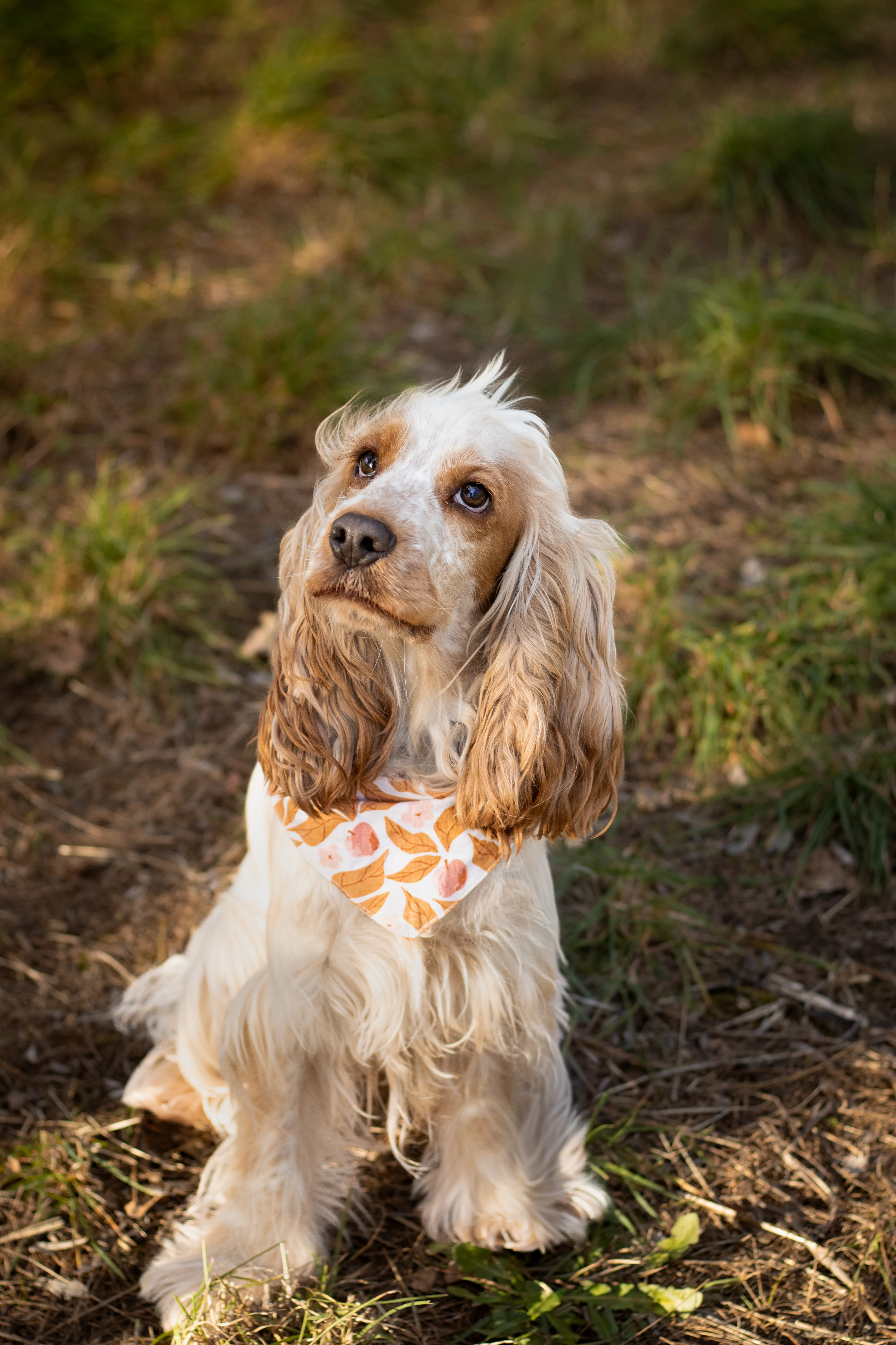 Portrait canin