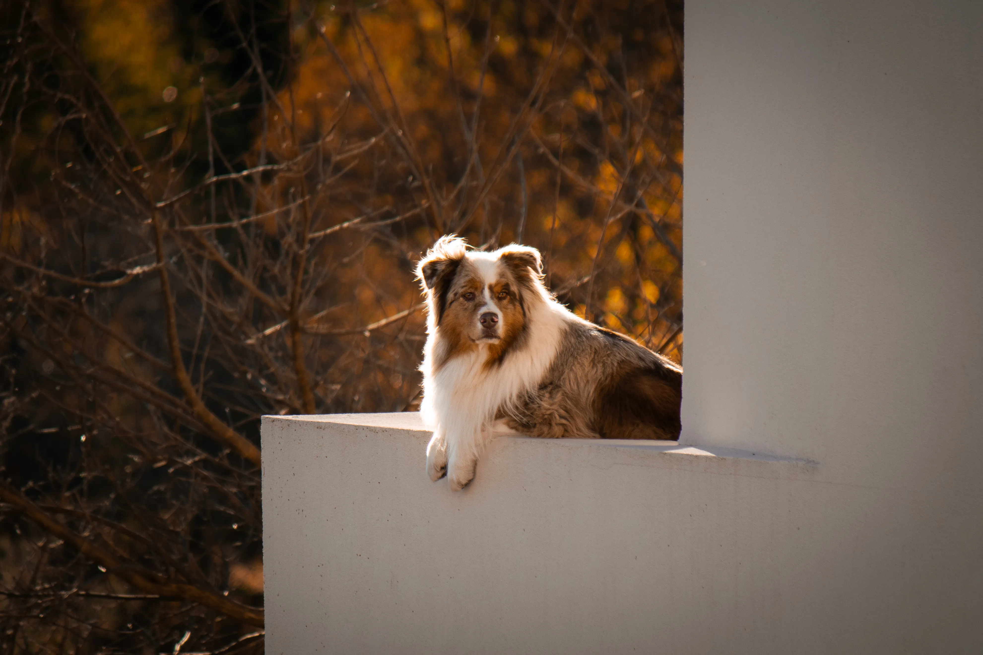Portrait canin
