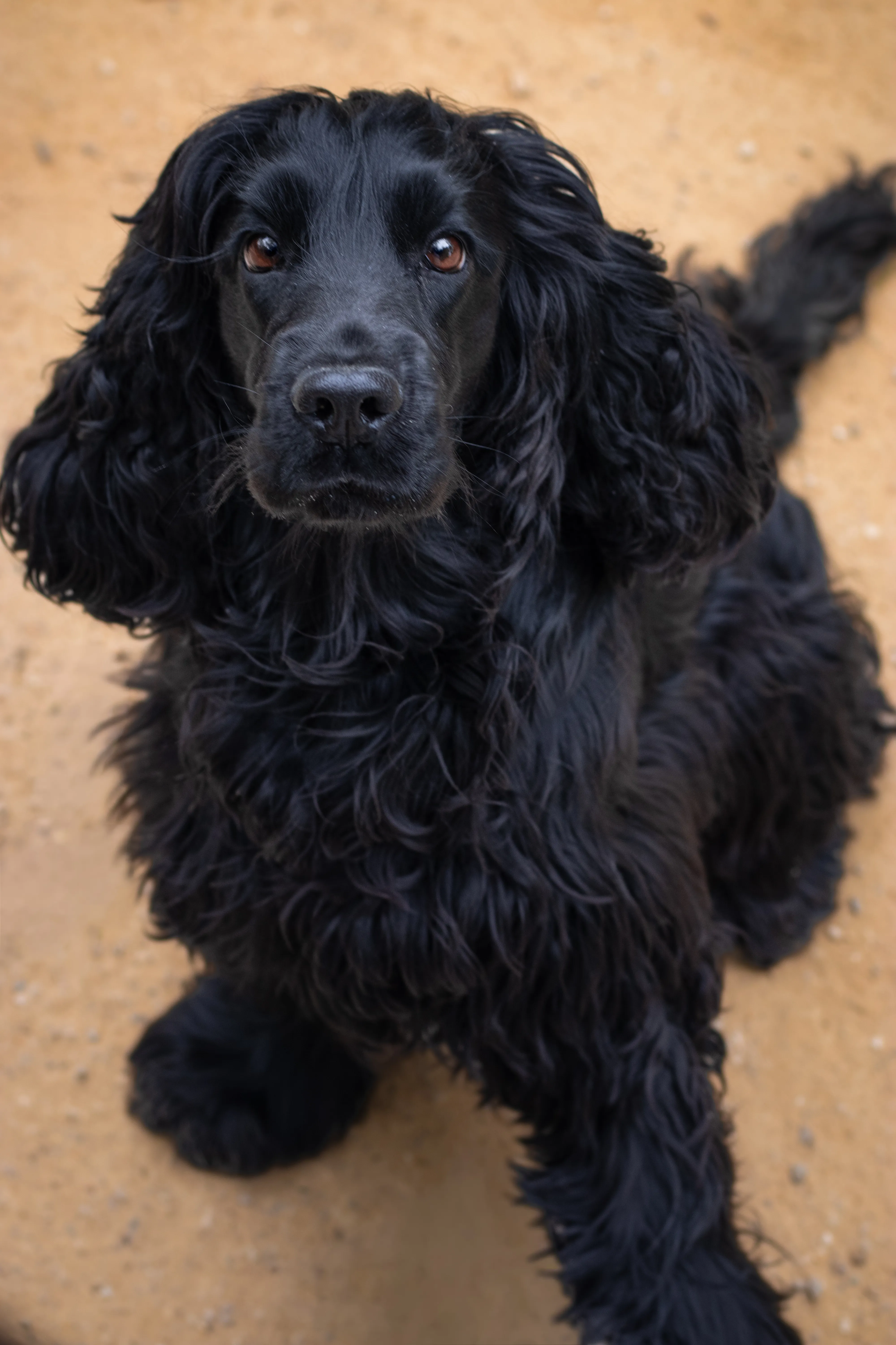 Portrait canin