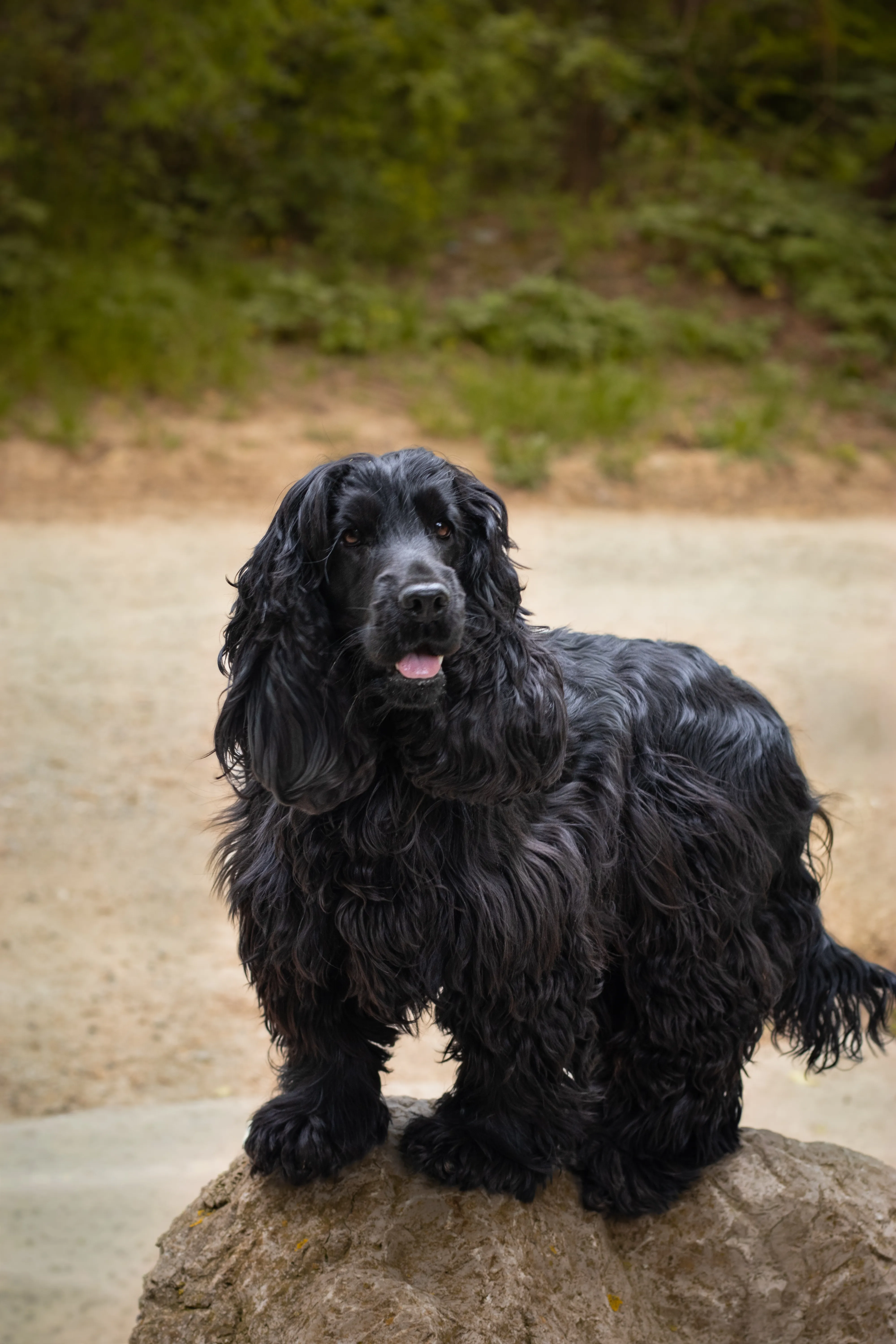 Portrait canin