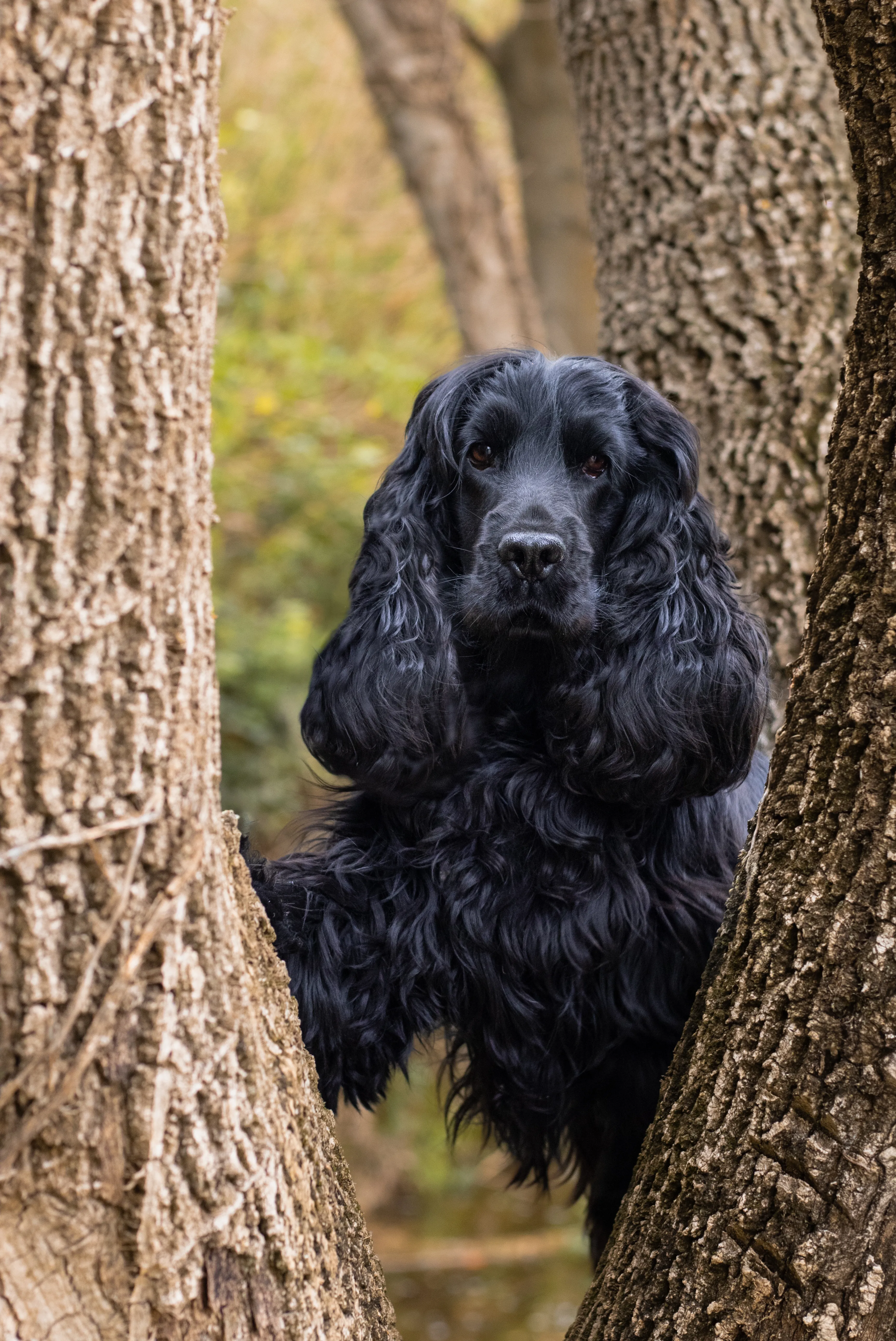 Portrait canin