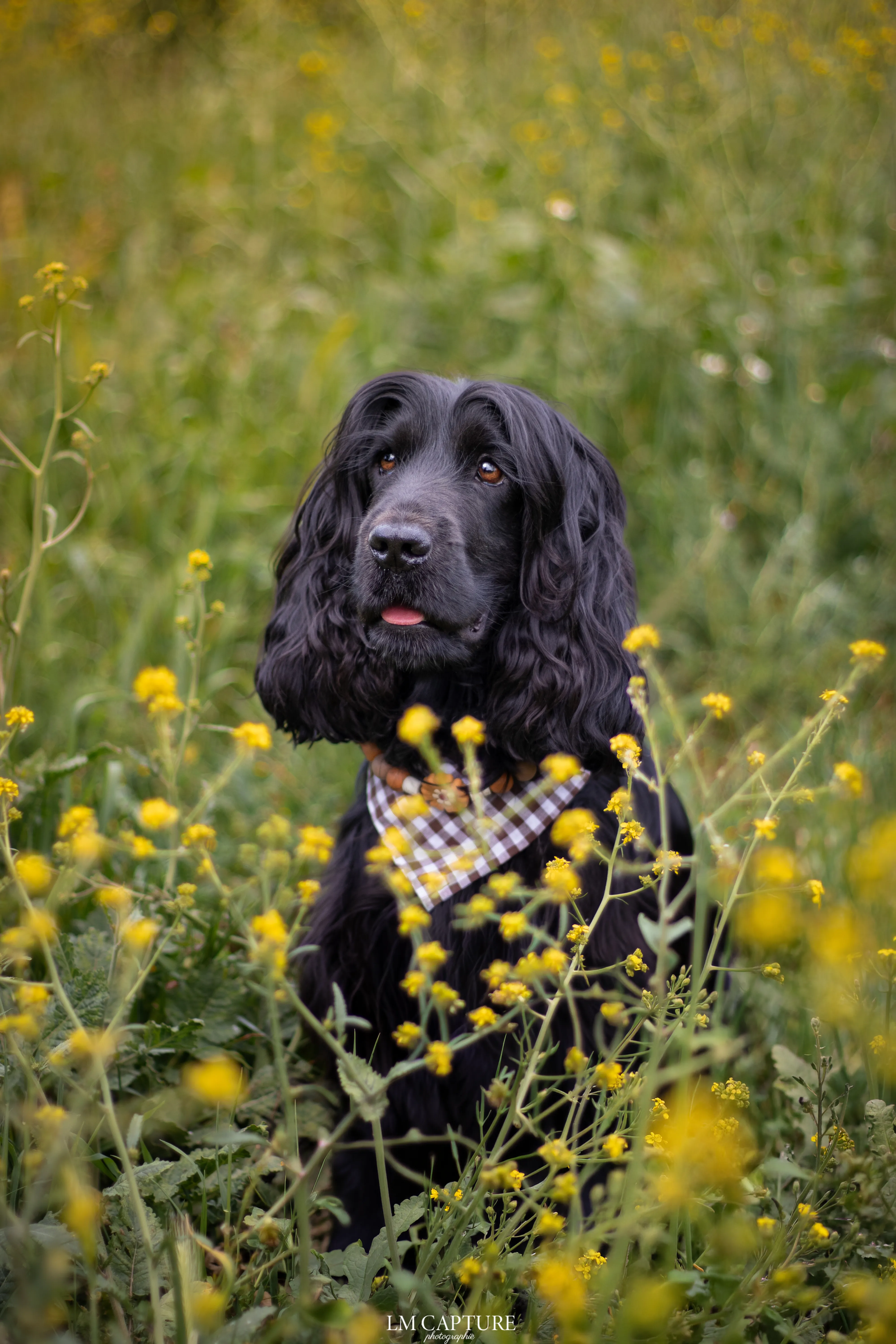 Portrait canin