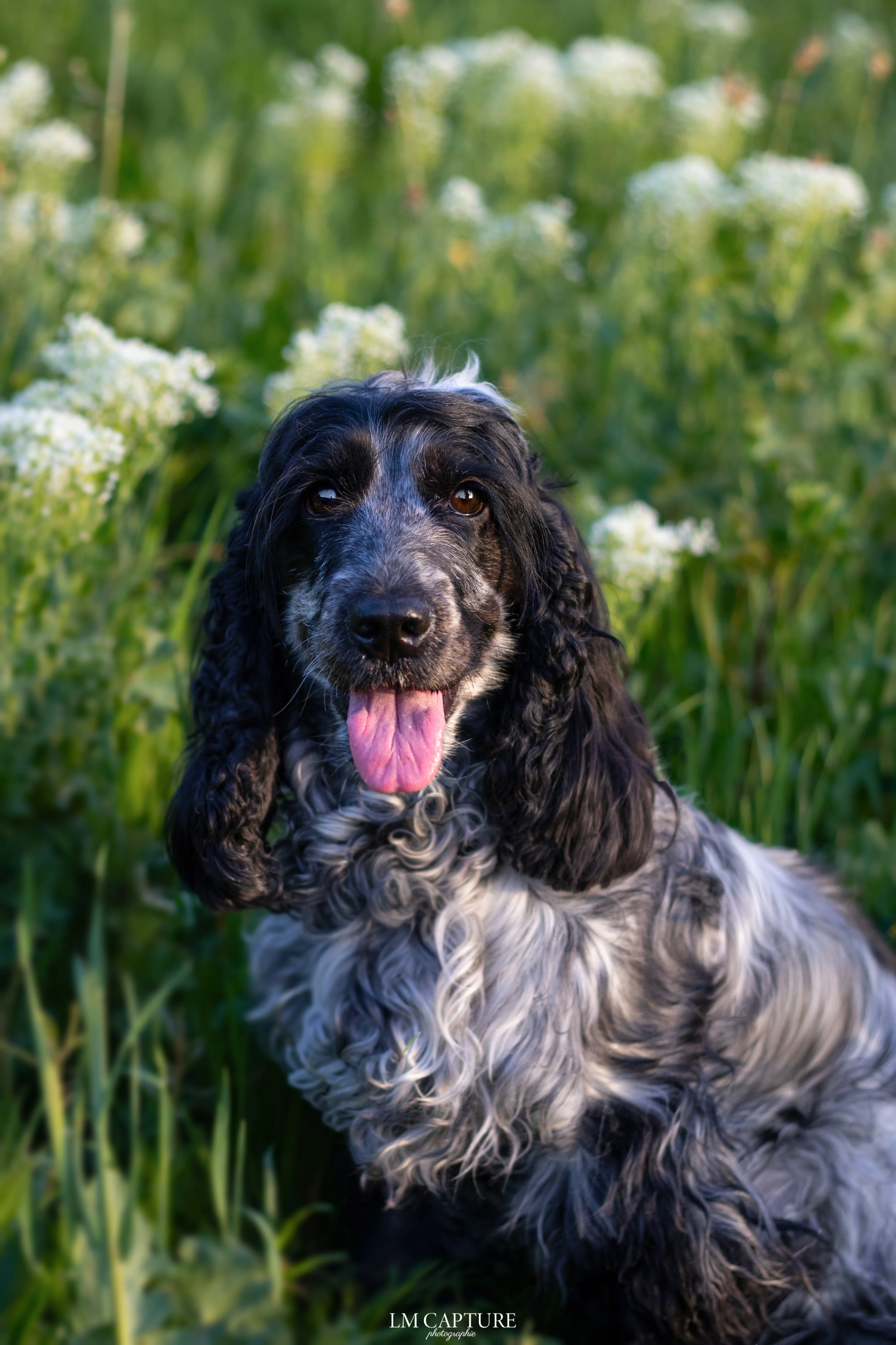 Portrait canin